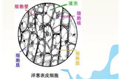 洋葱表皮细胞