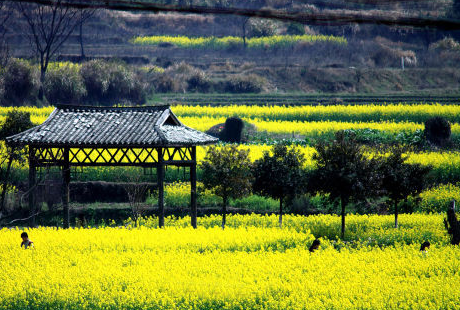 安义古村油菜花