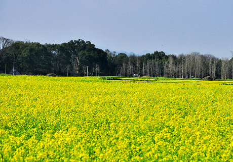 井冈山油菜花