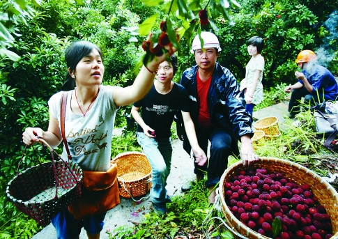 厦门摘杨梅